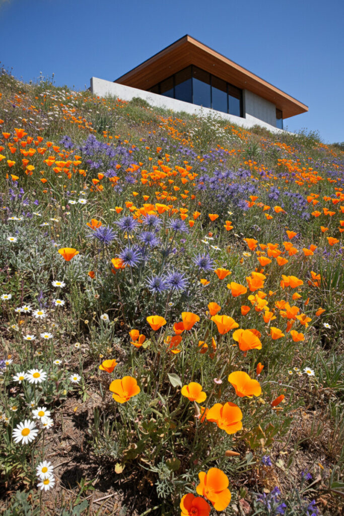 Native wildflower slope of California poppies, spiky blue blooms, and white accents leading up to a minimalist house—xeriscape ideas for front yard slopes.